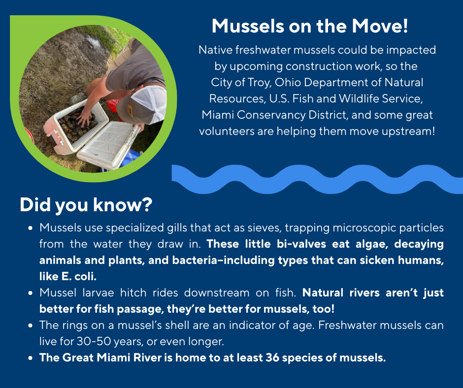 Mussel Information